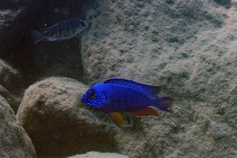 Protomelas taeniolatus 'Nkhata Bay'